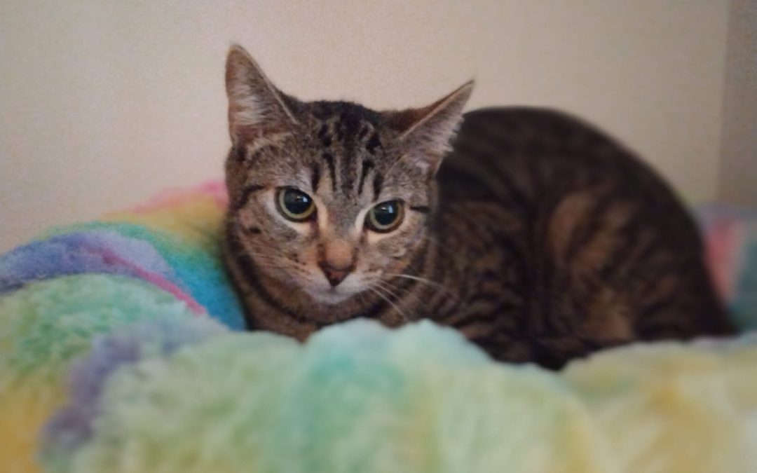 ¿Qué es un CAT CAFÉ?